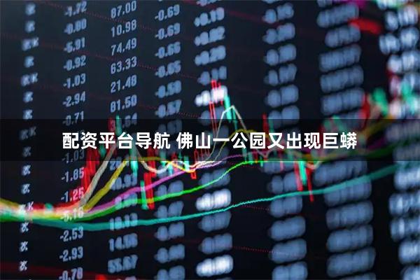 配资平台导航 佛山一公园又出现巨蟒